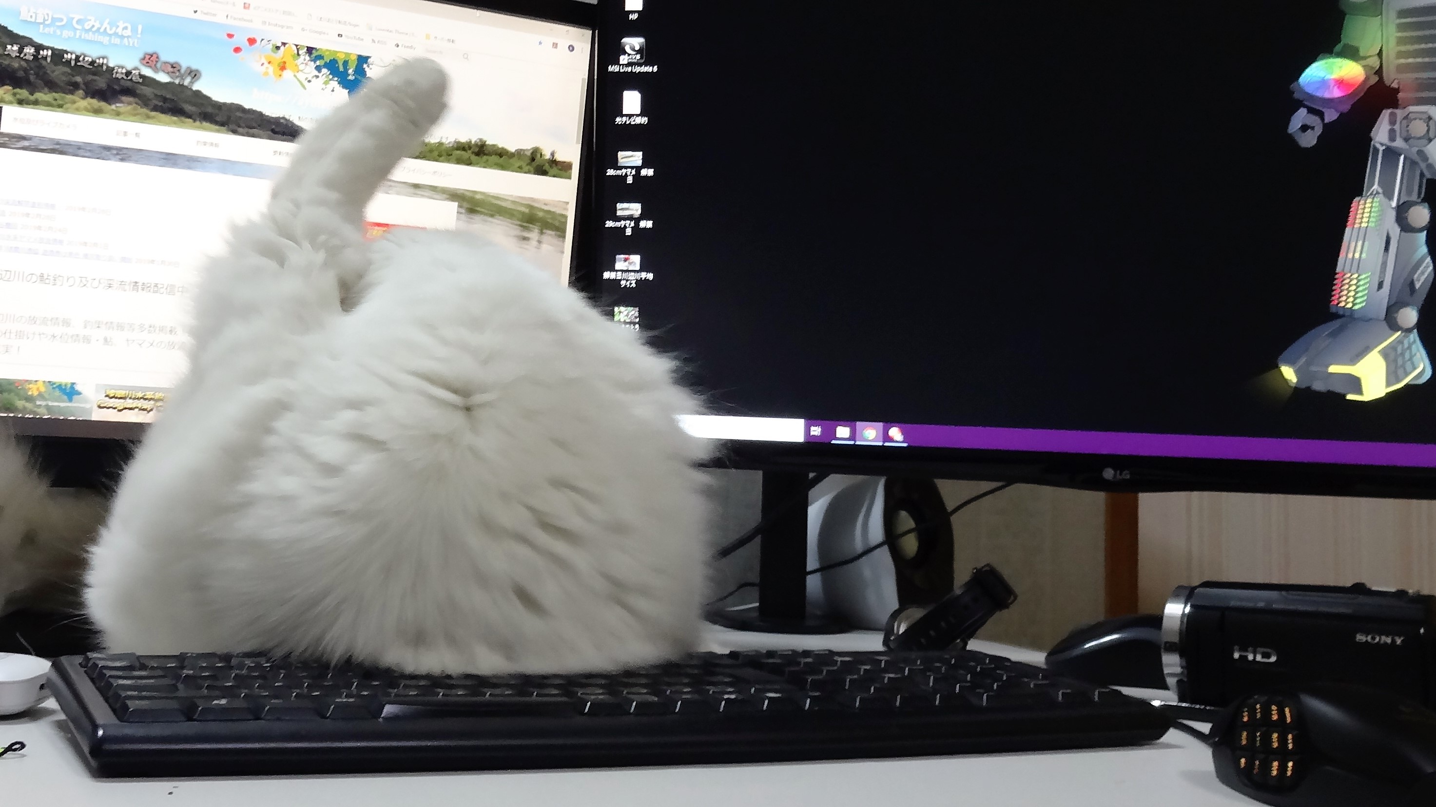 ぶた猫君がパソコン占拠