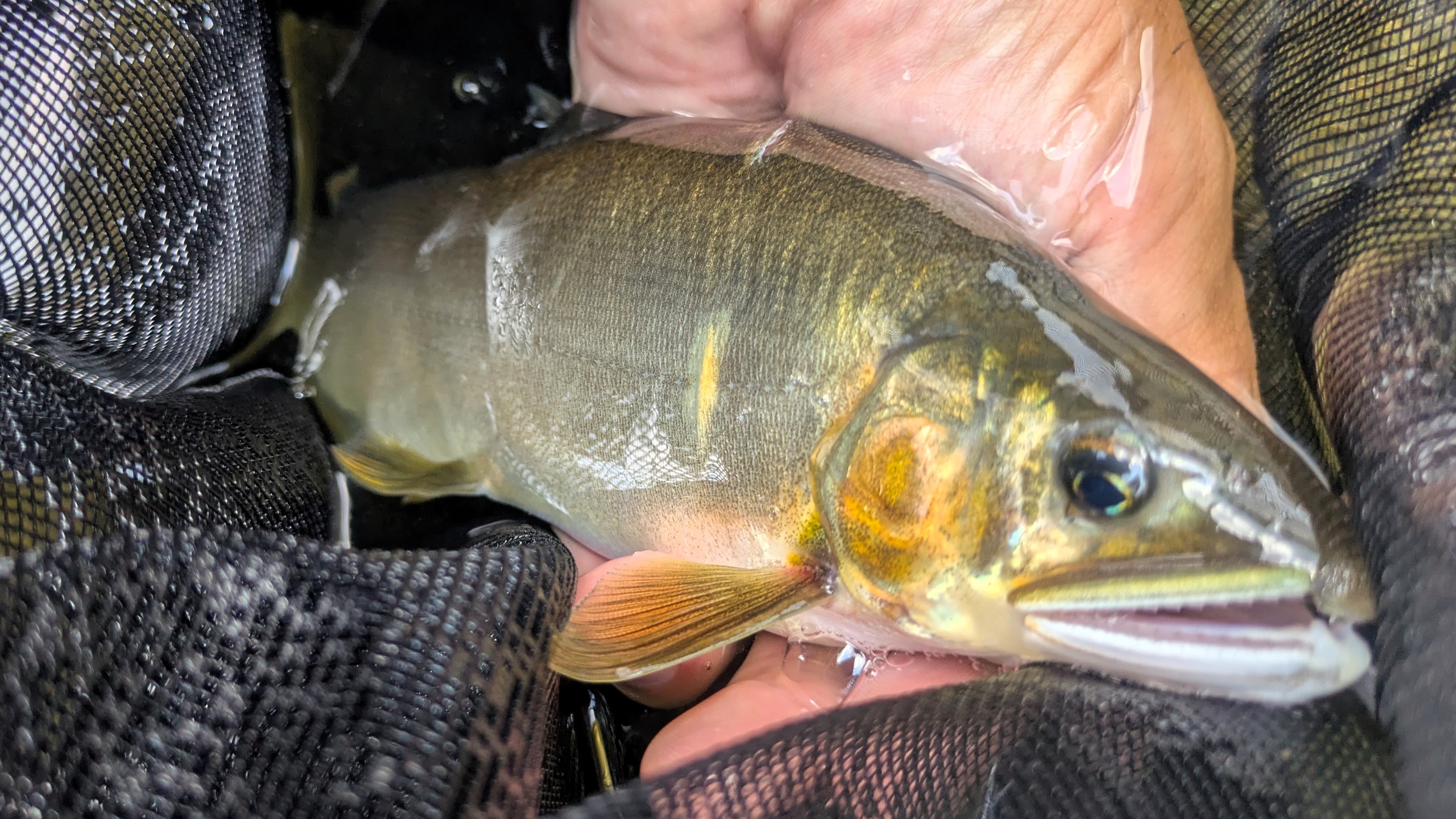 体高も有って良い感じ!