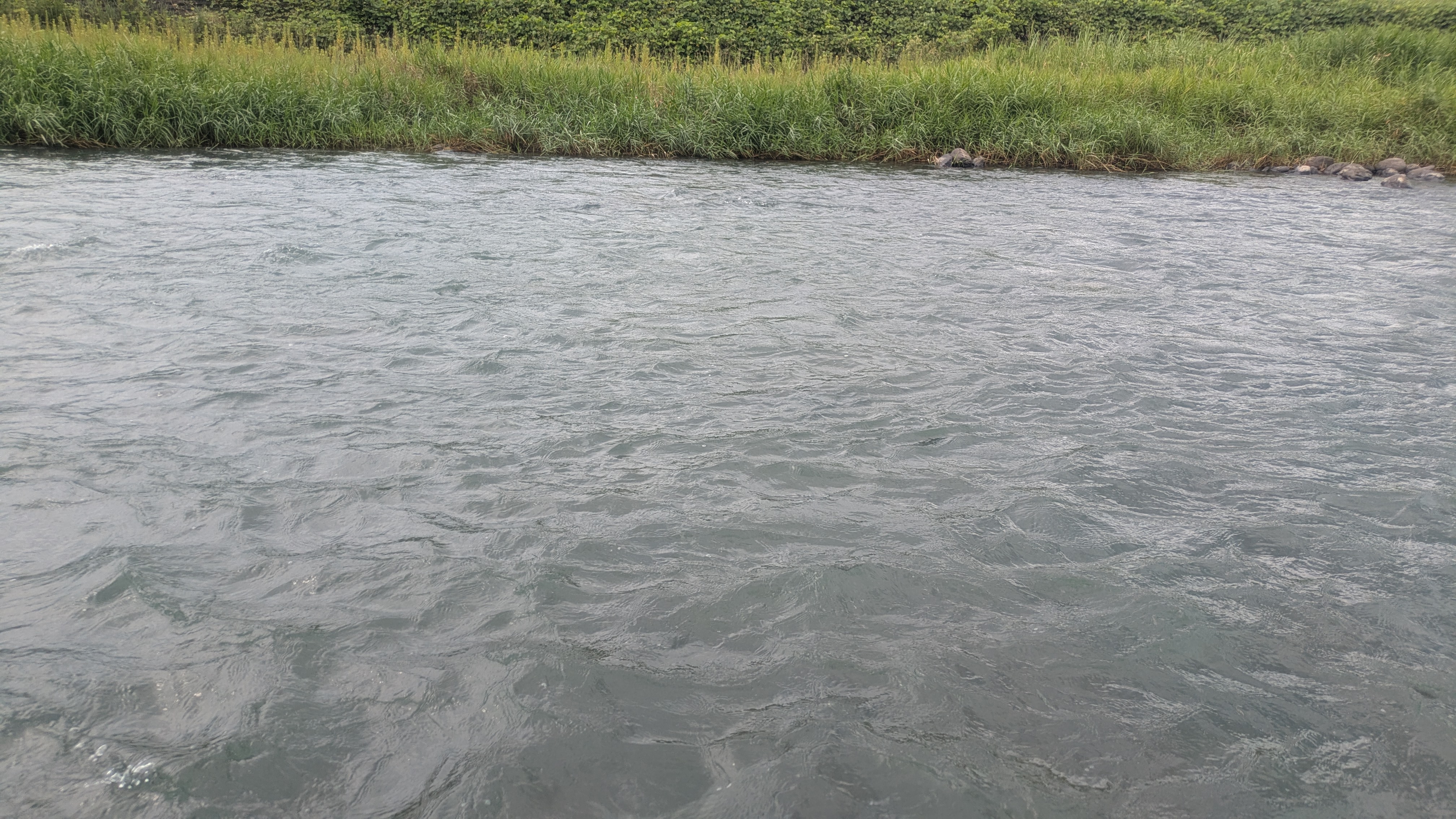 川のコンディションは笹濁り