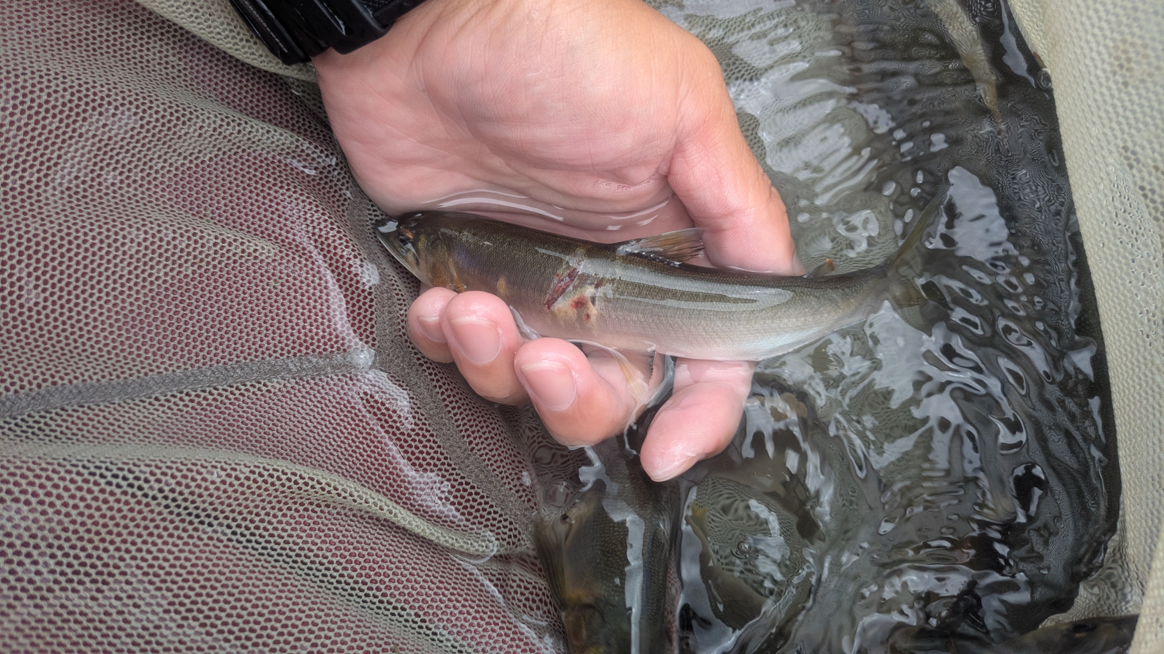 群れ釣りで掛かる位置も傷も色々かわる