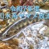 令和7年度 球磨川水系ヤマメ放流情報