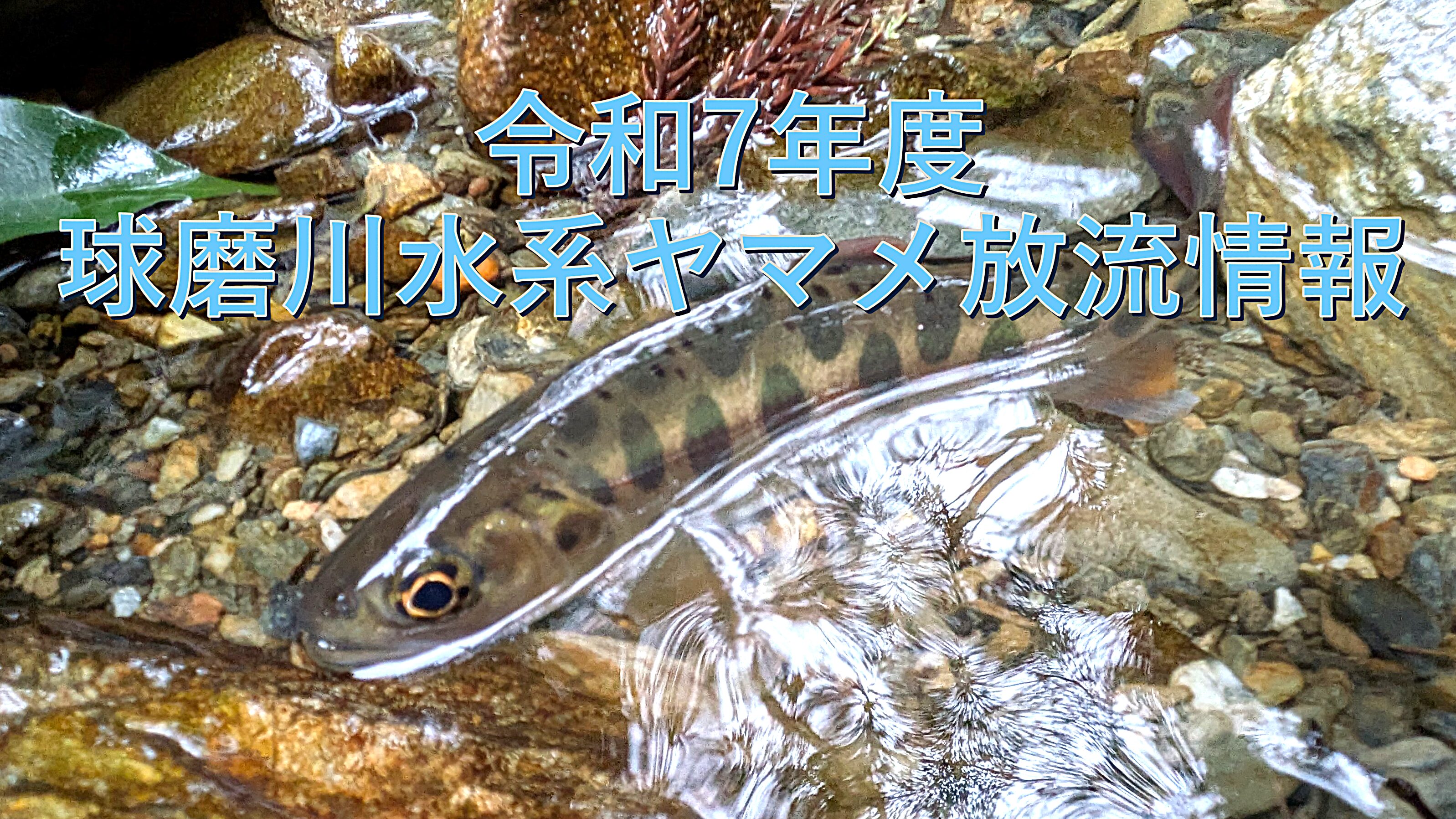 令和7年度 球磨川水系ヤマメ放流情報