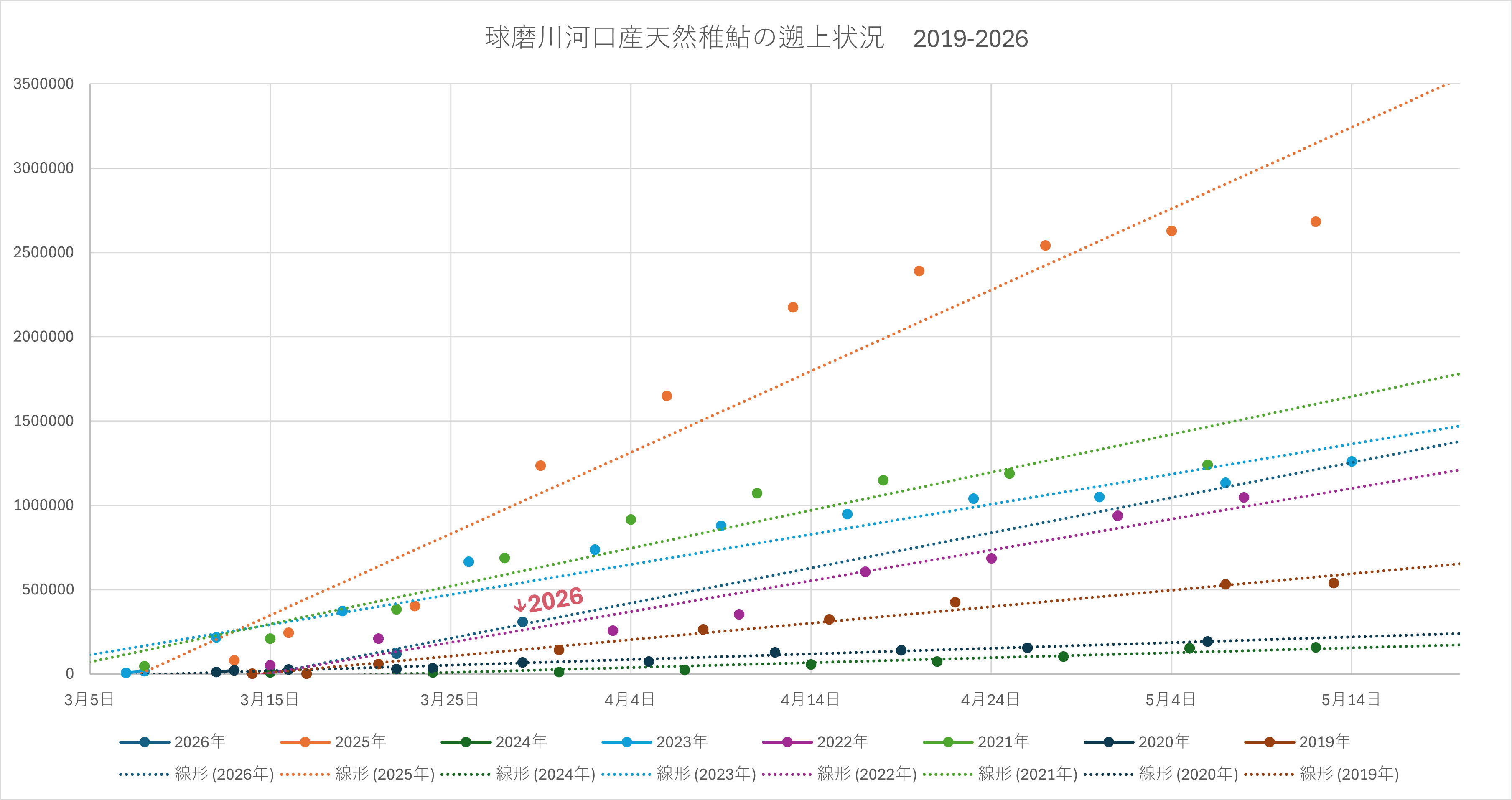 球磨川河口産天然稚鮎の遡上状況2019-2026 ver3-29