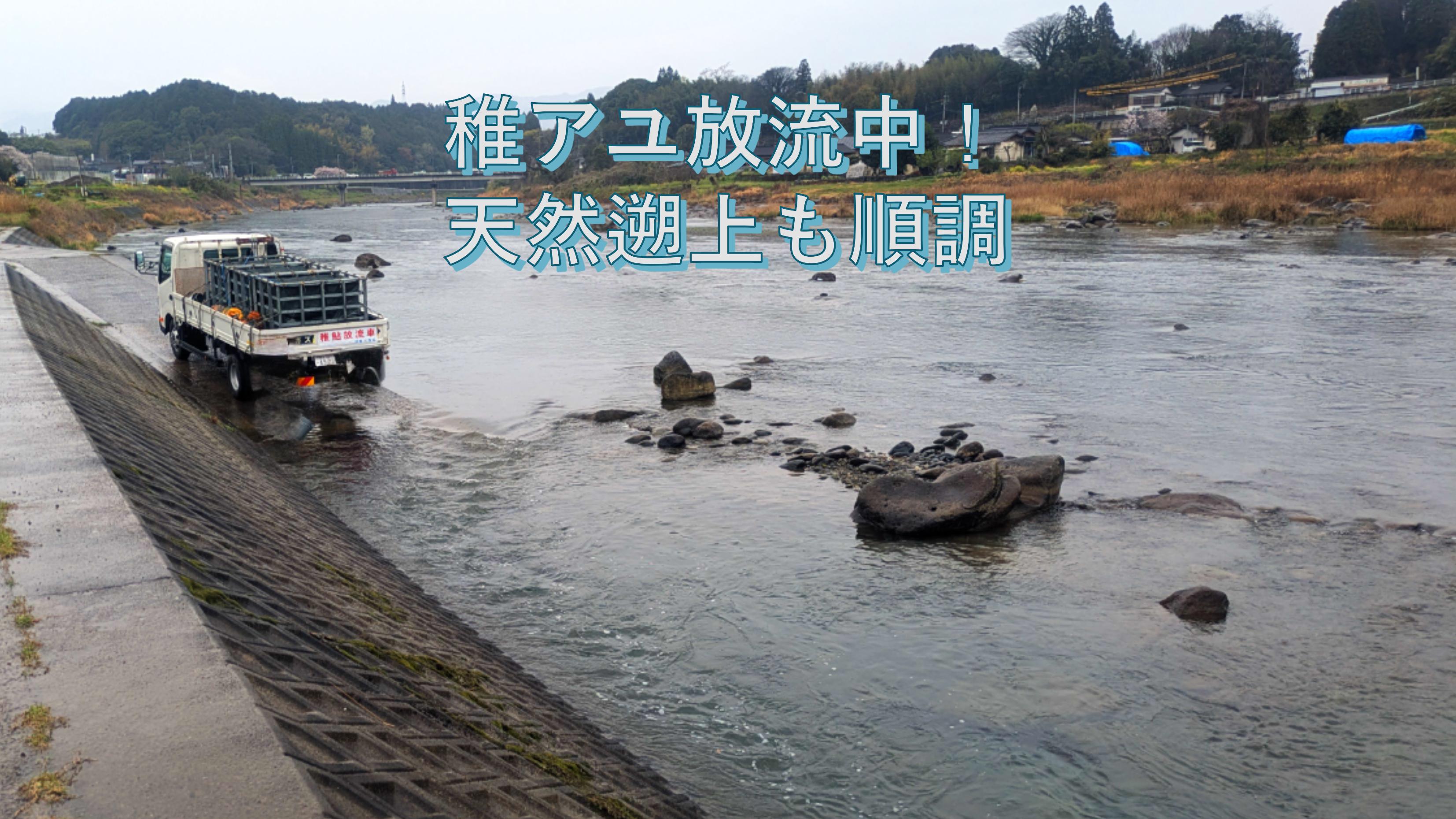 稚アユ放流中!天然遡上も順調